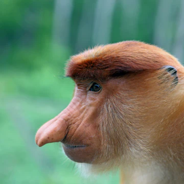 Male Proboscis monkey at Labuk Bay Proboscis Monkey Sanctuary.
