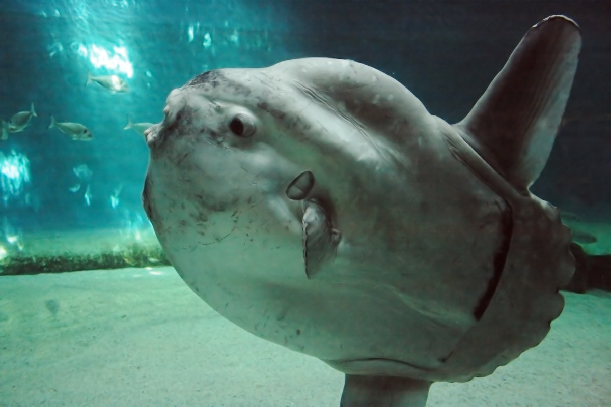 Huge luna-fish (mola-mola or ocean sunfish) in dark underwater environment.; Shutterstock ID 10937248