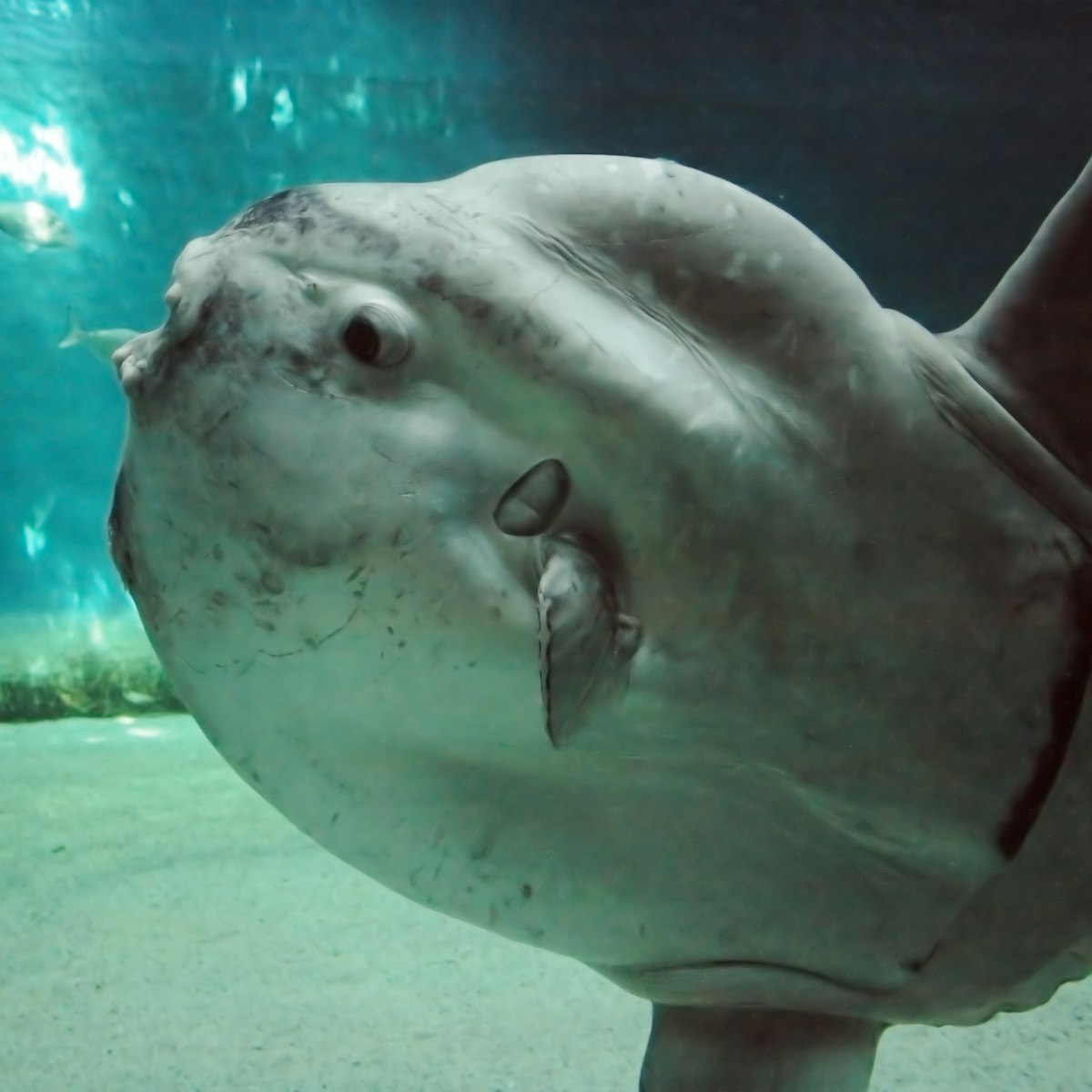 Huge luna-fish (mola-mola or ocean sunfish) in dark underwater environment.; Shutterstock ID 10937248