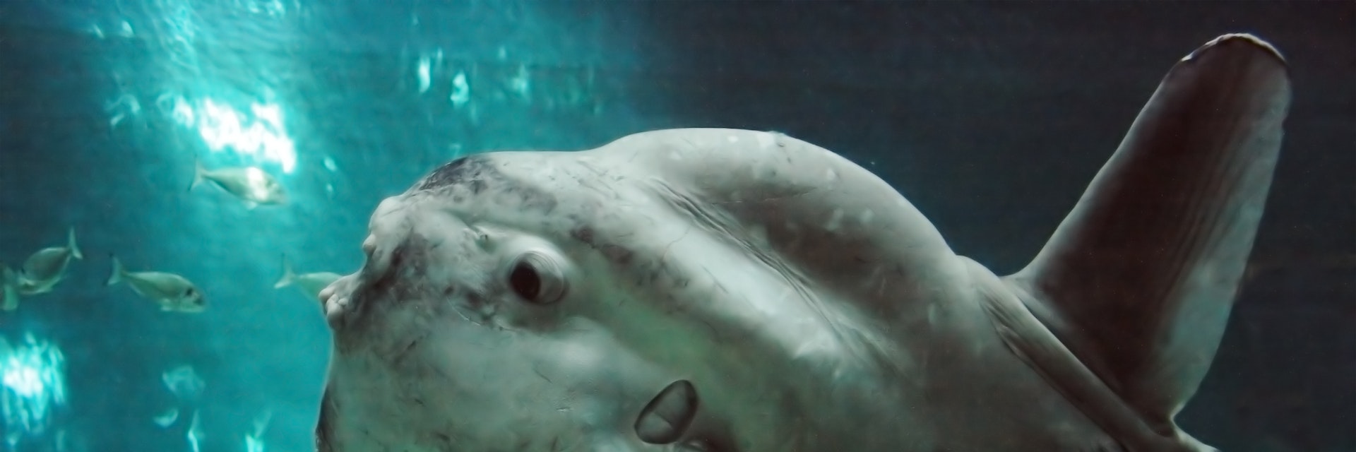 Huge luna-fish (mola-mola or ocean sunfish) in dark underwater environment.; Shutterstock ID 10937248