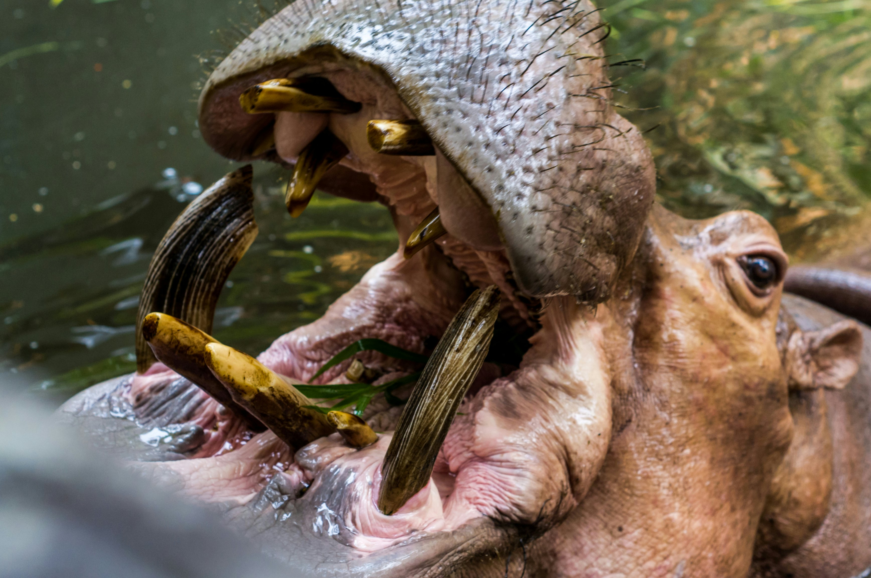 500px Photo ID: 66350919 - Hippopotamus at the Chiang Mai Zoo in Chiang Mai, Thailand