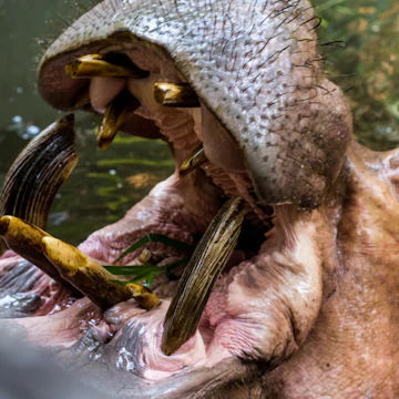 500px Photo ID: 66350919 - Hippopotamus at the Chiang Mai Zoo in Chiang Mai, Thailand