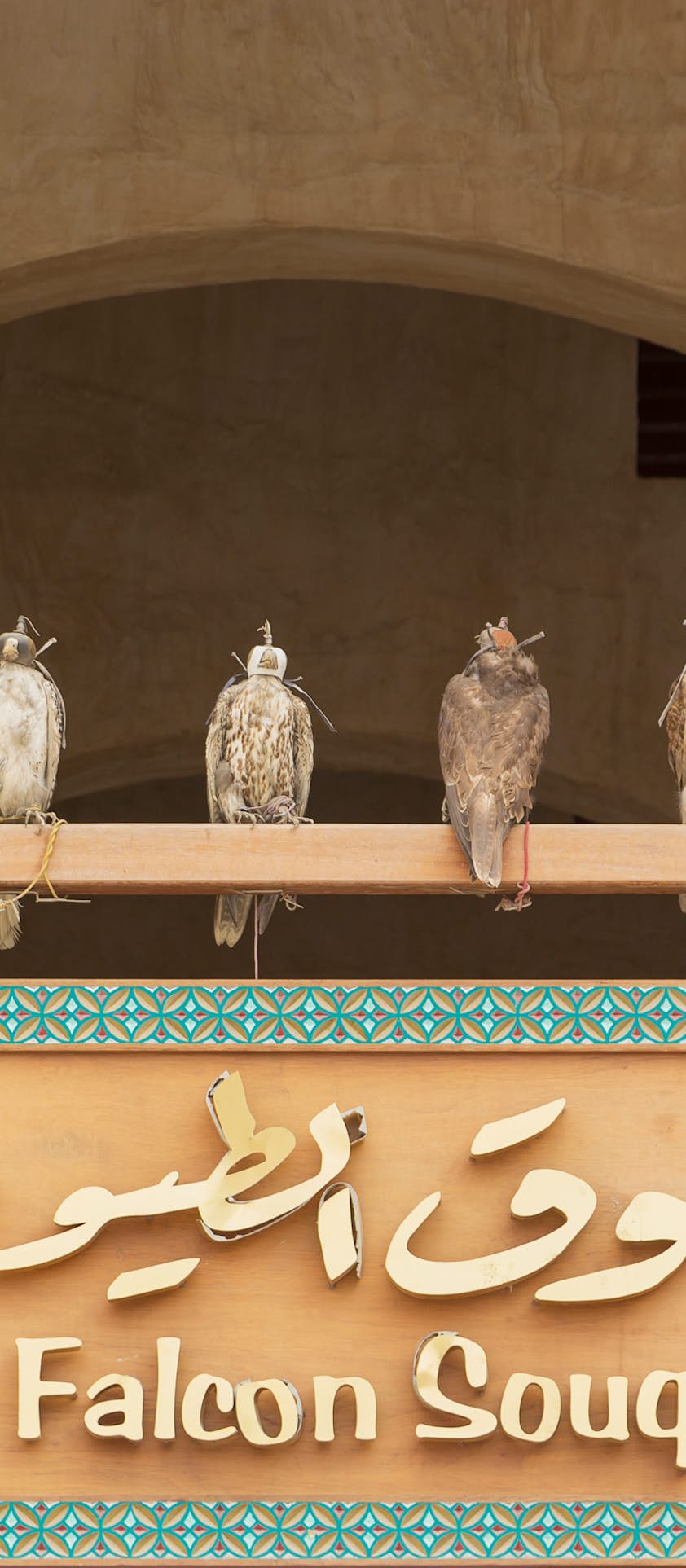 Souq Waqif Falcon Hospital on Postcard