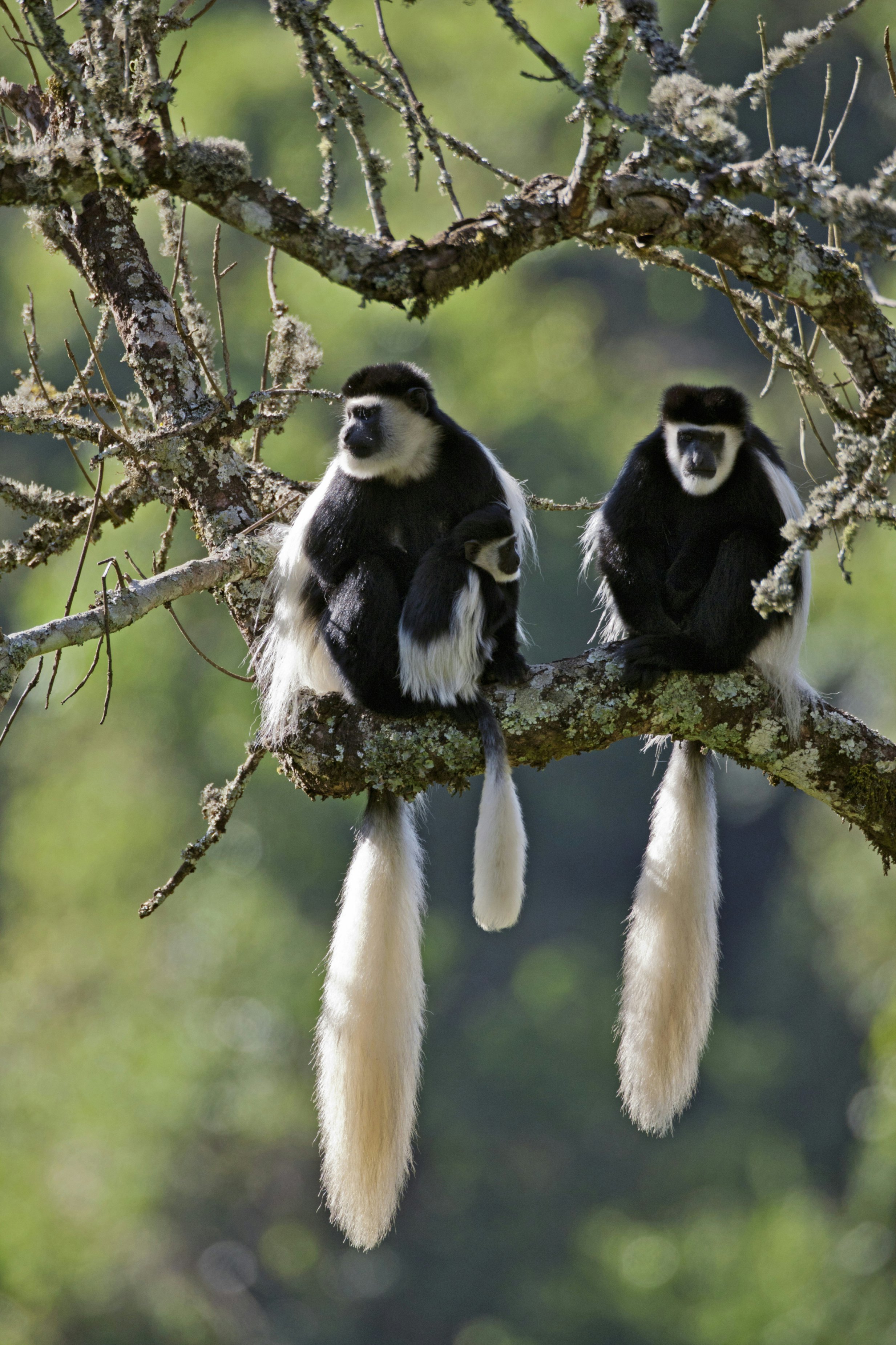 Beautiful Guereza Colobus monkeys, commonly known as the black and white Colobus, in the Aberdare National Park, Kenya.