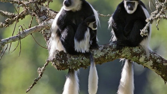Beautiful Guereza Colobus monkeys, commonly known as the black and white Colobus, in the Aberdare National Park, Kenya.
