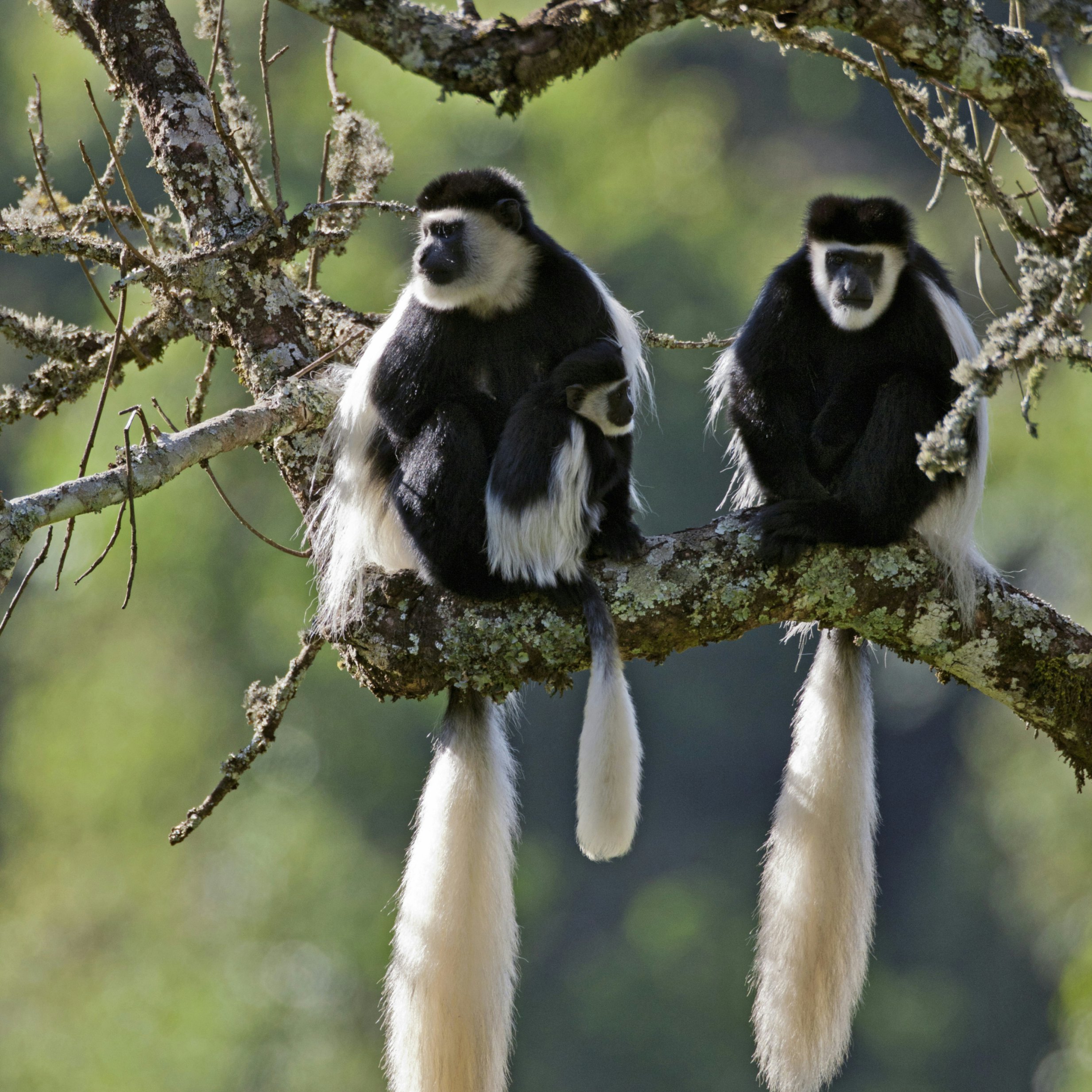 Beautiful Guereza Colobus monkeys, commonly known as the black and white Colobus, in the Aberdare National Park, Kenya.