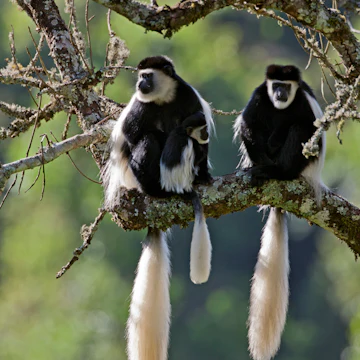 Beautiful Guereza Colobus monkeys, commonly known as the black and white Colobus, in the Aberdare National Park, Kenya.