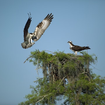 Osprey landing on nest in Atchafalaya Basin near Henderson.