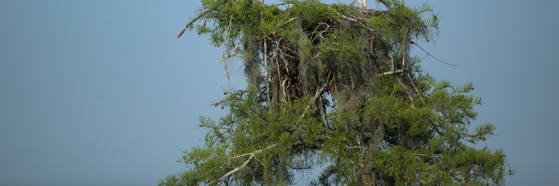 Osprey landing on nest in Atchafalaya Basin near Henderson.
