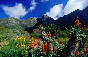 Flowers in the Kirstenbosch Botanic Gardens below Table Mountain.