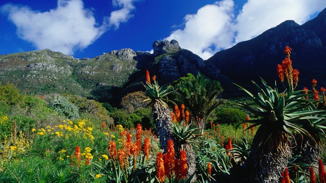 Flowers in the Kirstenbosch Botanic Gardens below Table Mountain.