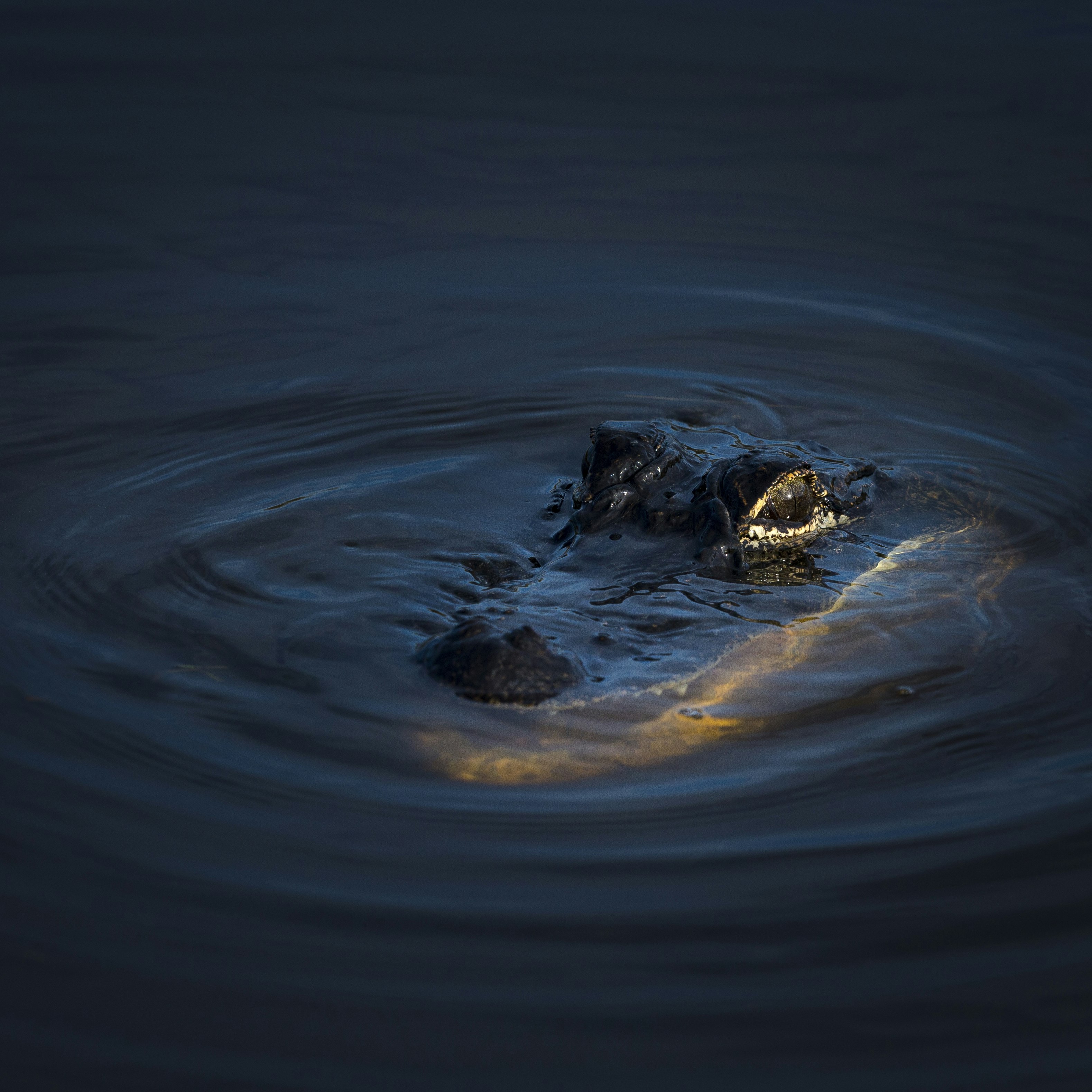 The American alligator (Alligator mississippiensis), sometimes referred to colloquially as a gator or common alligator, is a large crocodilian reptile endemic to the southeastern United States. It is one of two living species in the genus Alligator within the family Alligatoridae, it is larger than the other extant alligator species, the Chinese alligator. Adult male American alligators measure 3.4 to 5 m in length, and can weigh up to 453 to 600 kg. Females are smaller, measuring around 3 m. The American alligator inhabits freshwater wetlands, such as marshes and cypress swamps from Texas to North Carolina. Alligators are apex predators and consume fish, amphibians, reptiles, birds, and mammals. Hatchlings feed mostly on invertebrates.