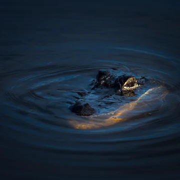 The American alligator (Alligator mississippiensis), sometimes referred to colloquially as a gator or common alligator, is a large crocodilian reptile endemic to the southeastern United States. It is one of two living species in the genus Alligator within the family Alligatoridae, it is larger than the other extant alligator species, the Chinese alligator. Adult male American alligators measure 3.4 to 5 m in length, and can weigh up to 453 to 600 kg. Females are smaller, measuring around 3 m. The American alligator inhabits freshwater wetlands, such as marshes and cypress swamps from Texas to North Carolina. Alligators are apex predators and consume fish, amphibians, reptiles, birds, and mammals. Hatchlings feed mostly on invertebrates.