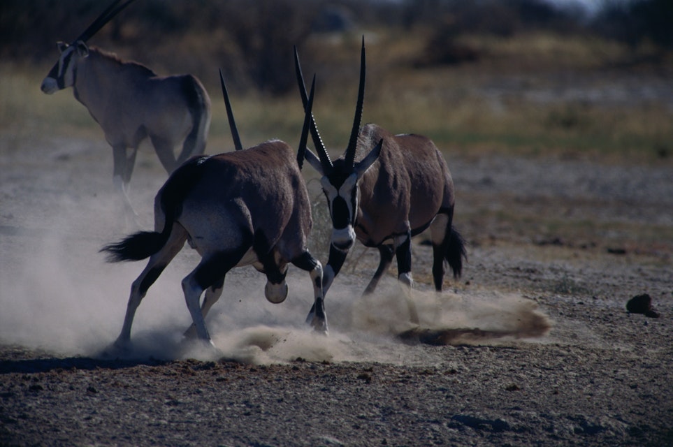 Gemsbok or the South African Oryx display of dominance, Kgalagadi Transfrontier Park (formerly the Kalahari Gemsbok National Park).