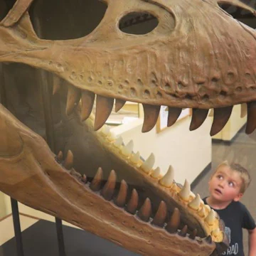 Dinosaur Museum