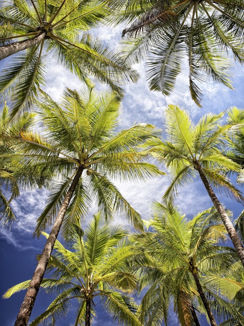 Palm trees lining beach at Playa Carillo.