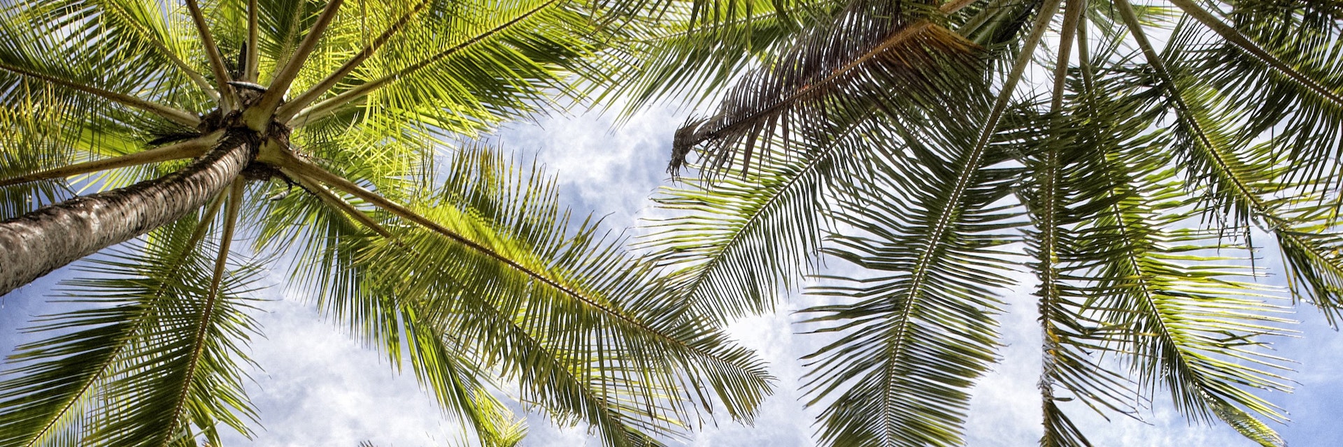 Palm trees lining beach at Playa Carillo.