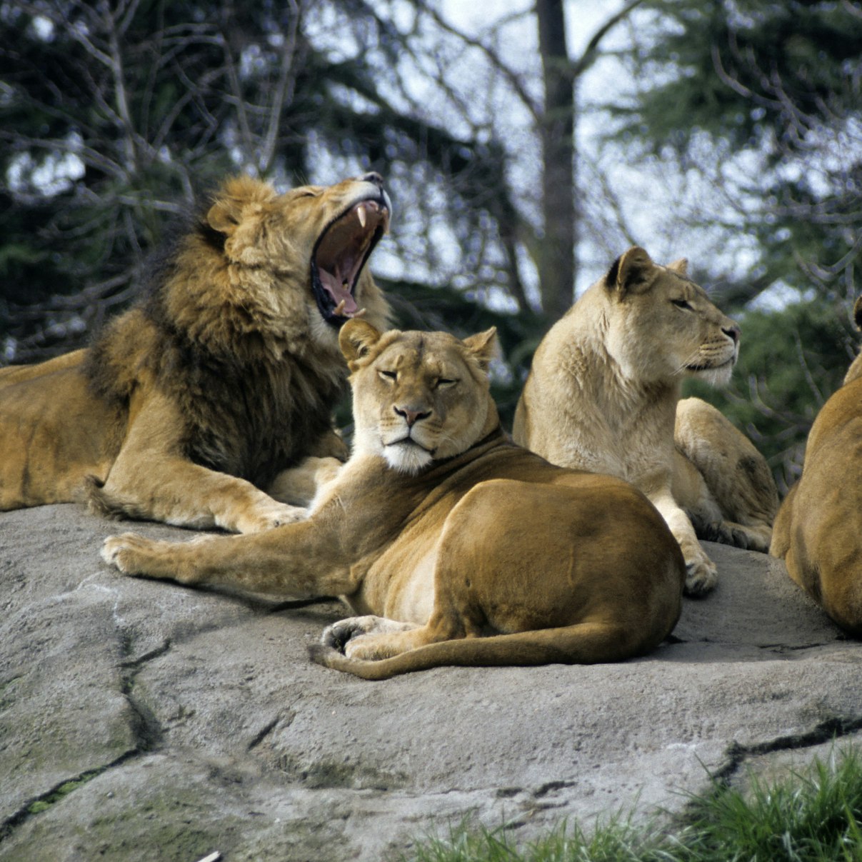 Lions at Seattle's Woodland Park Zoo; Shutterstock ID 112476; Your name (First / Last): Alexander Howard; GL account no.: 65050; Netsuite department name: Online Editorial; Full Product or Project name including edition: Western USA neighborhood POI highlights