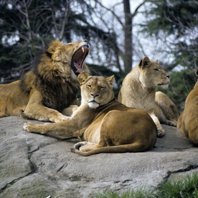 Lions at Seattle's Woodland Park Zoo; Shutterstock ID 112476; Your name (First / Last): Alexander Howard; GL account no.: 65050; Netsuite department name: Online Editorial; Full Product or Project name including edition: Western USA neighborhood POI highlights