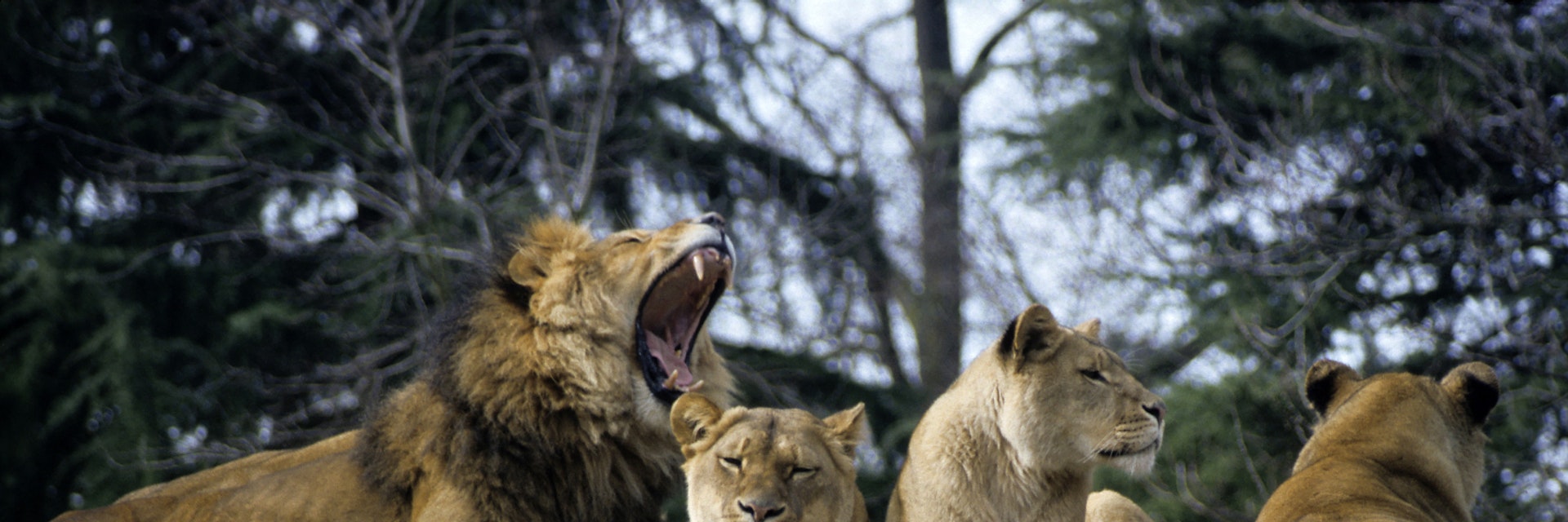 Lions at Seattle's Woodland Park Zoo; Shutterstock ID 112476; Your name (First / Last): Alexander Howard; GL account no.: 65050; Netsuite department name: Online Editorial; Full Product or Project name including edition: Western USA neighborhood POI highlights