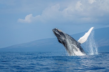 500px Photo ID: 110117303 - Breaching Whale — Maui