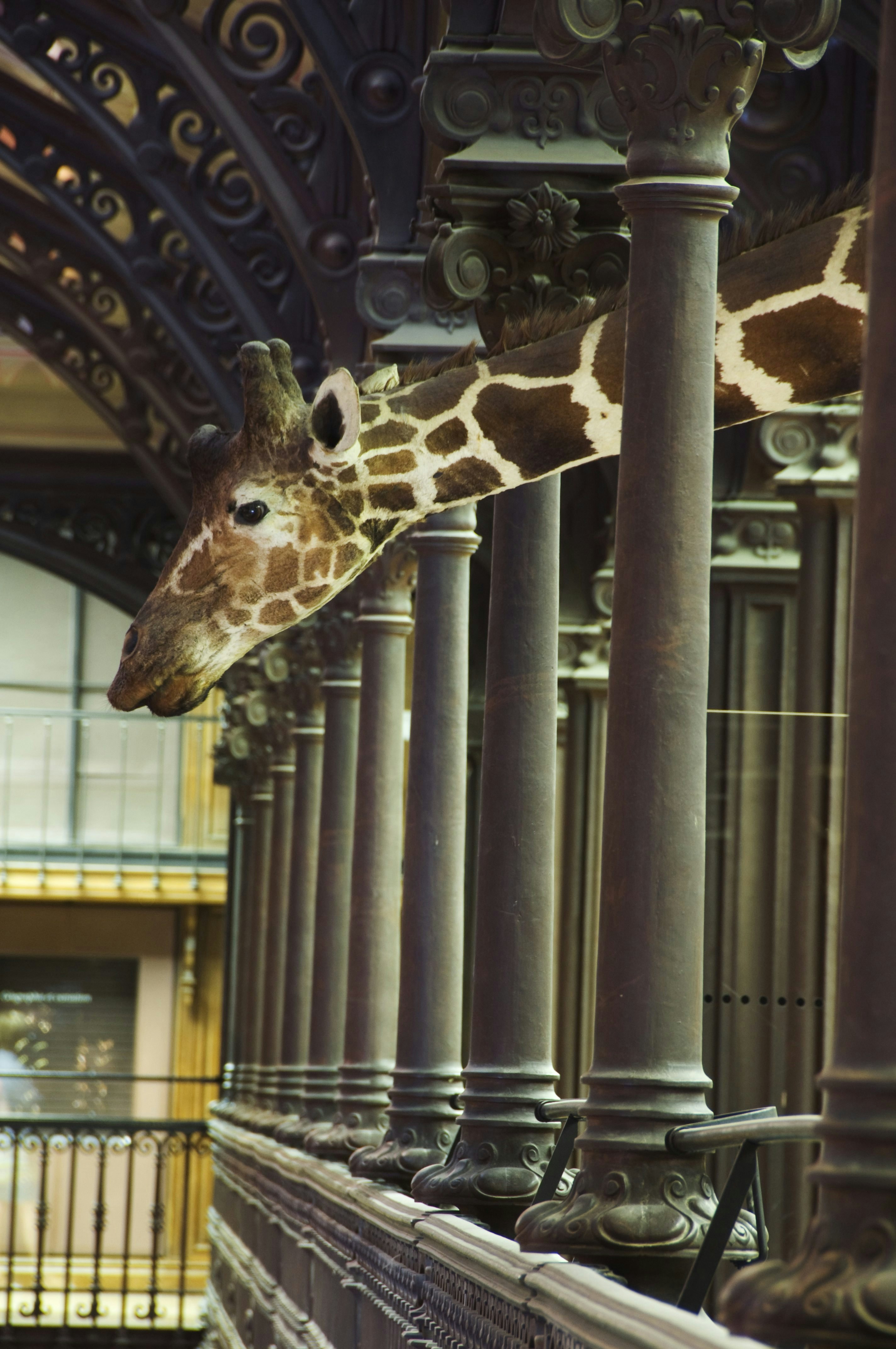 Detail of Grande Galerie de l'Evolution in Musee National d'Histoire Naturelle.
