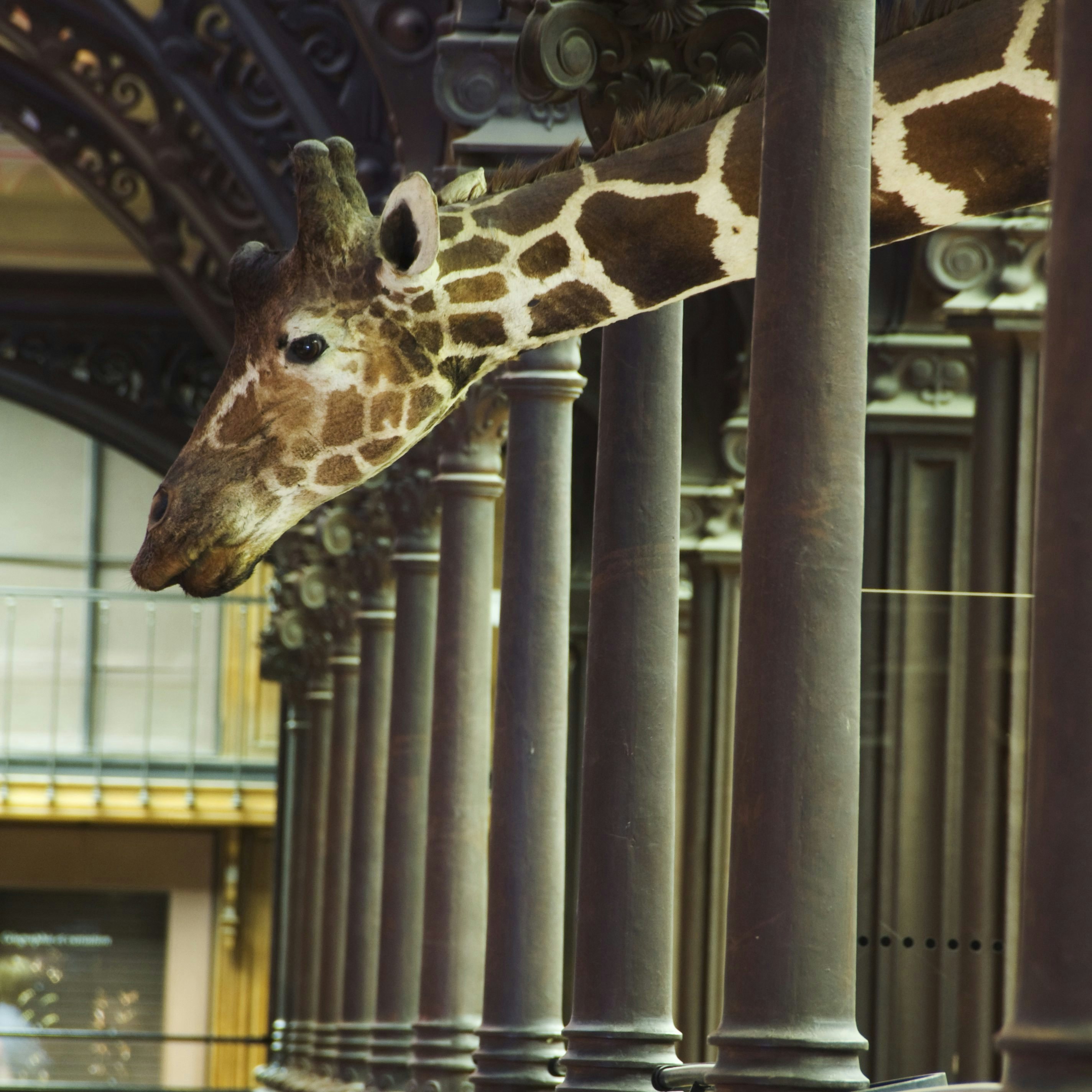 Detail of Grande Galerie de l'Evolution in Musee National d'Histoire Naturelle.