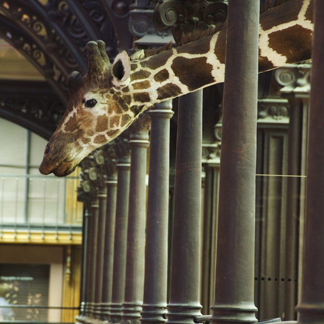 Detail of Grande Galerie de l'Evolution in Musee National d'Histoire Naturelle.