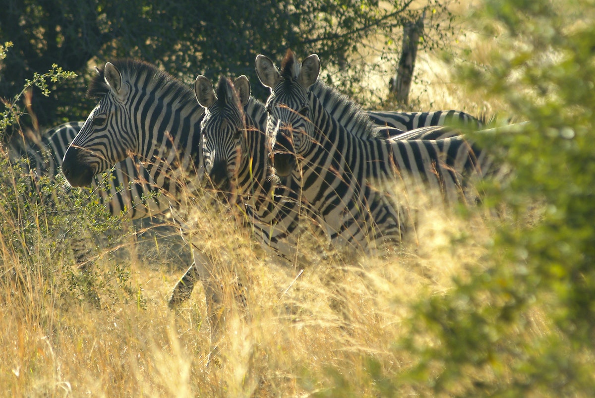 Mahango park, zebras