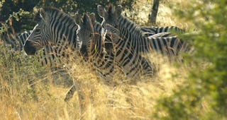 Mahango Game Reserve