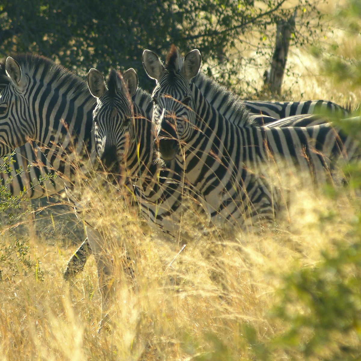 Mahango park, zebras