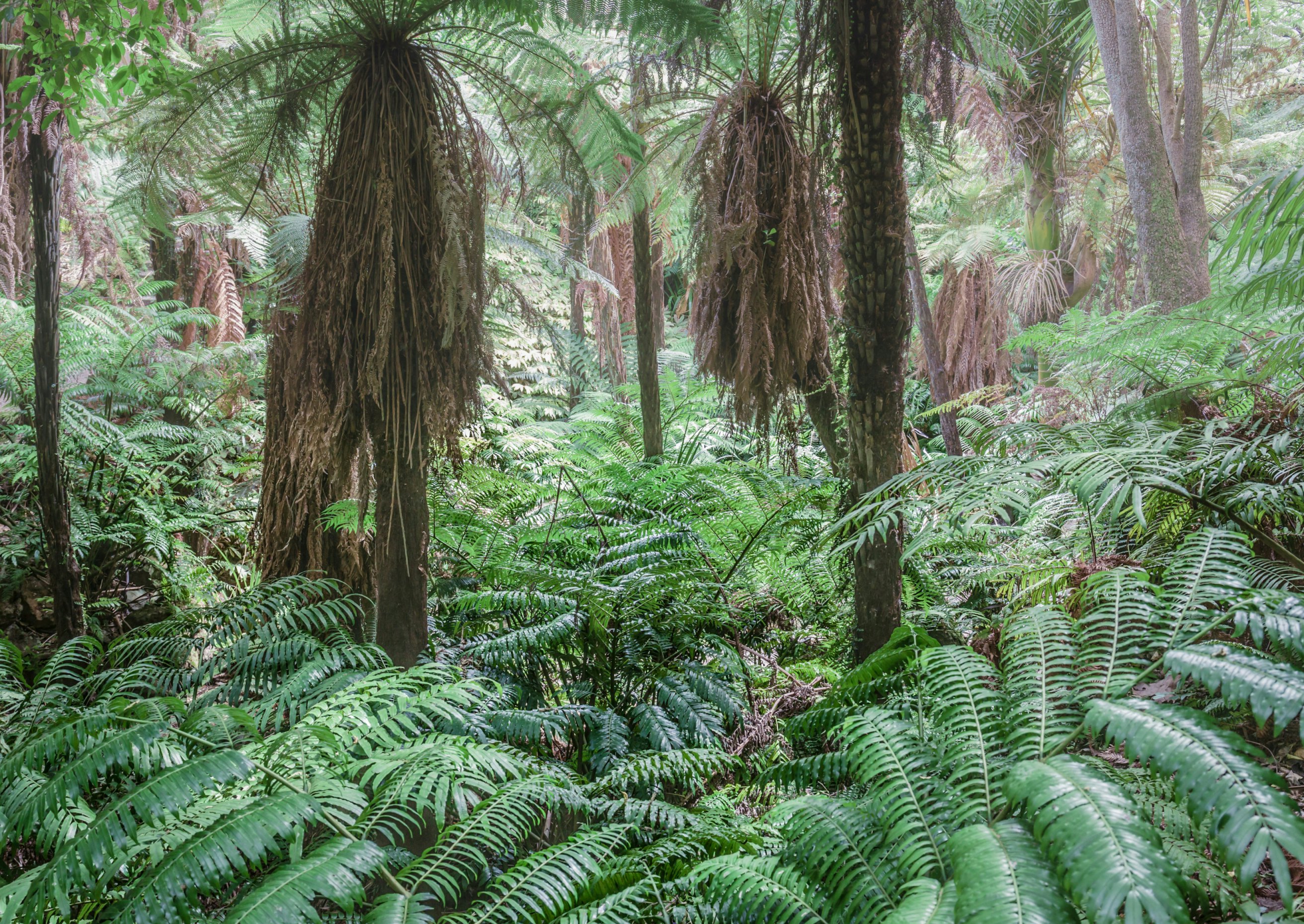 An old quarry at the Auckland Winter Garden displays a wide collection ferns