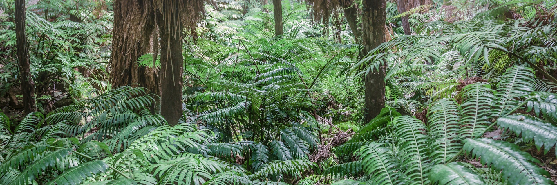 An old quarry at the Auckland Winter Garden displays a wide collection ferns