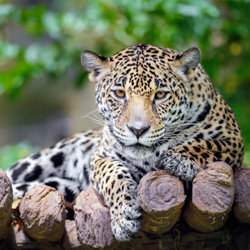 Jaguar.; Shutterstock ID 317025812; Your name (First / Last): Alicia Johnson; GL account no.: 65050; Netsuite department name: Online Editorial ; Full Product or Project name including edition: Belize