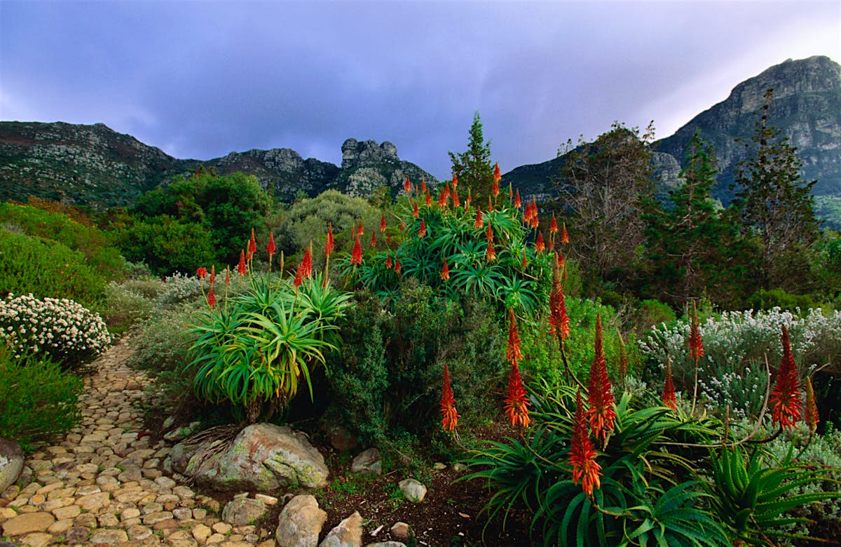 Ботанический сад Кейптаун