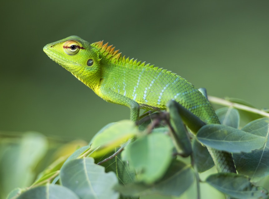 A beautifully coloured Agamid lizard in the Sinharaja Forest Reserve, Sri Lanka
