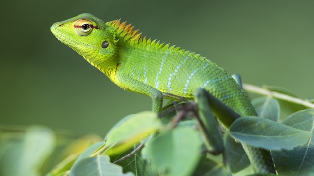 A beautifully coloured Agamid lizard in the Sinharaja Forest Reserve, Sri Lanka