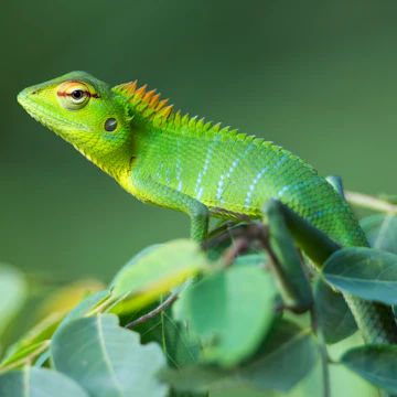 A beautifully coloured Agamid lizard in the Sinharaja Forest Reserve, Sri Lanka
