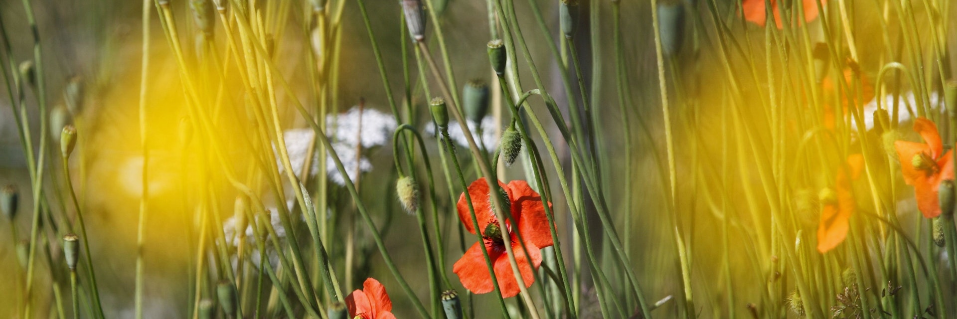 Wild poppies in Roncal Valley.