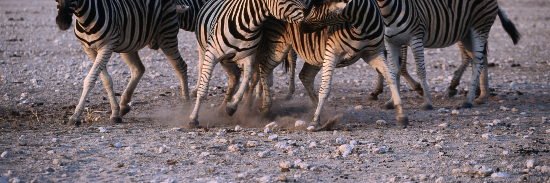 Fighting Burchell's Zebra, Etosha National Park.