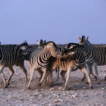 Fighting Burchell's Zebra, Etosha National Park.