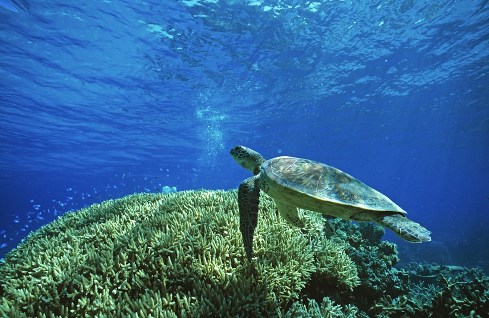 Green turtle swimming over Acropora coral reef, Cairns, Great Barrier Reef, Queensland, Australia