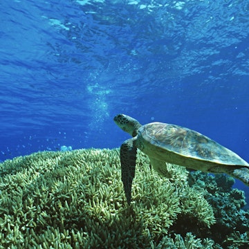 Green turtle swimming over Acropora coral reef, Cairns, Great Barrier Reef, Queensland, Australia