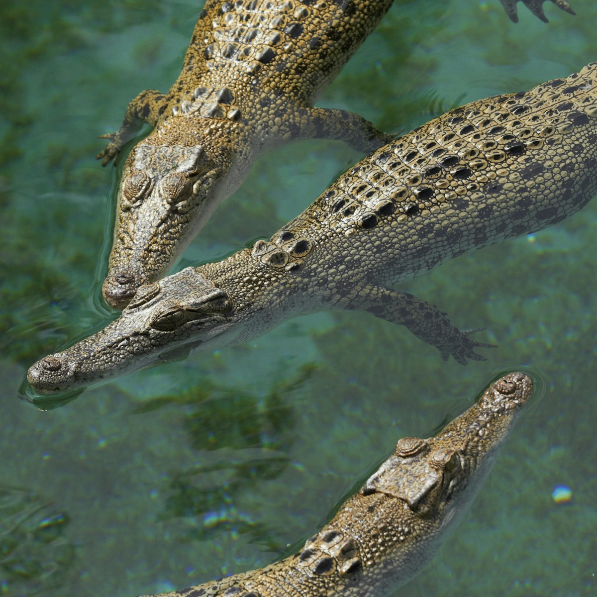 Saltwater crocodiles (Crocodylus porosus) lounging in pool at Crocosaurus Cove.