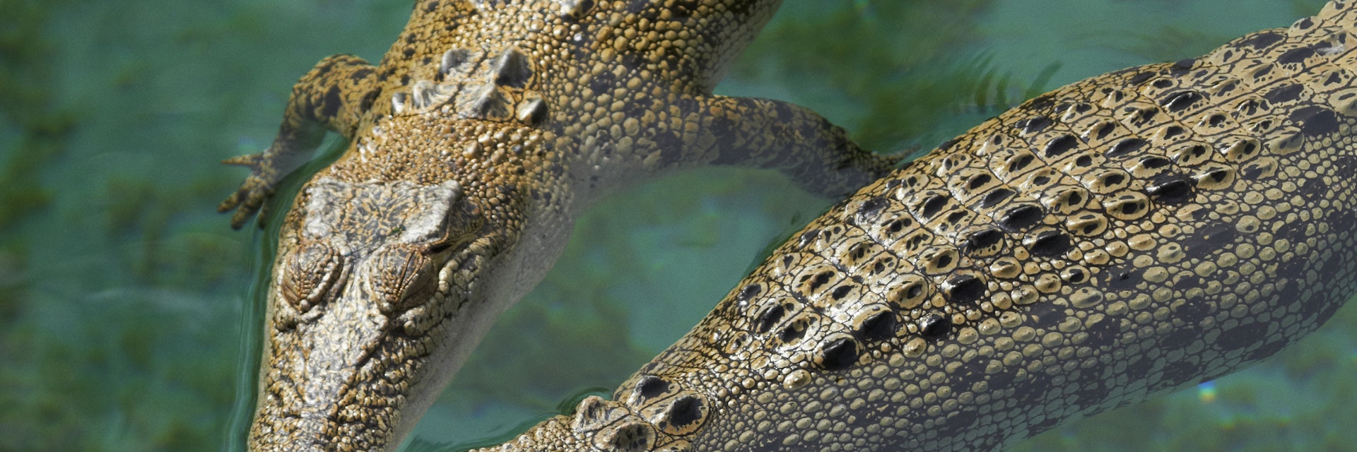 Saltwater crocodiles (Crocodylus porosus) lounging in pool at Crocosaurus Cove.