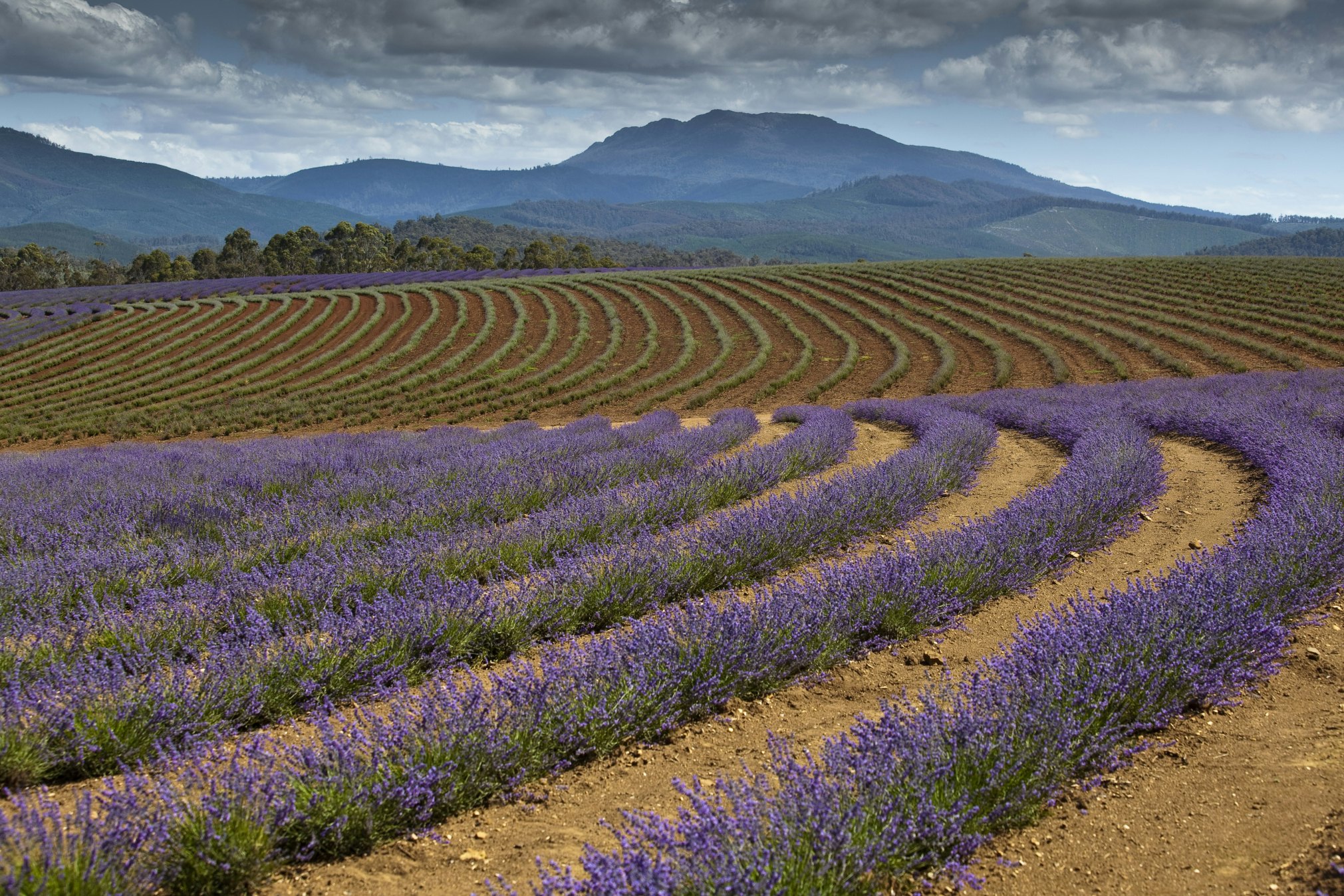 Bridestowe Estate Lavender Farm.