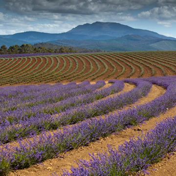 Bridestowe Estate Lavender Farm.