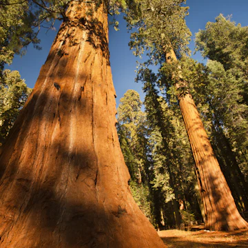 General Grant Grove trees