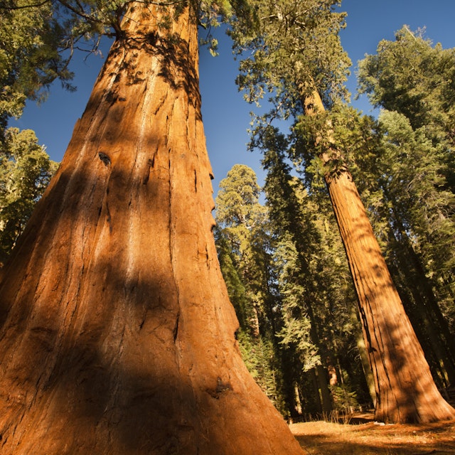 General Grant Grove trees