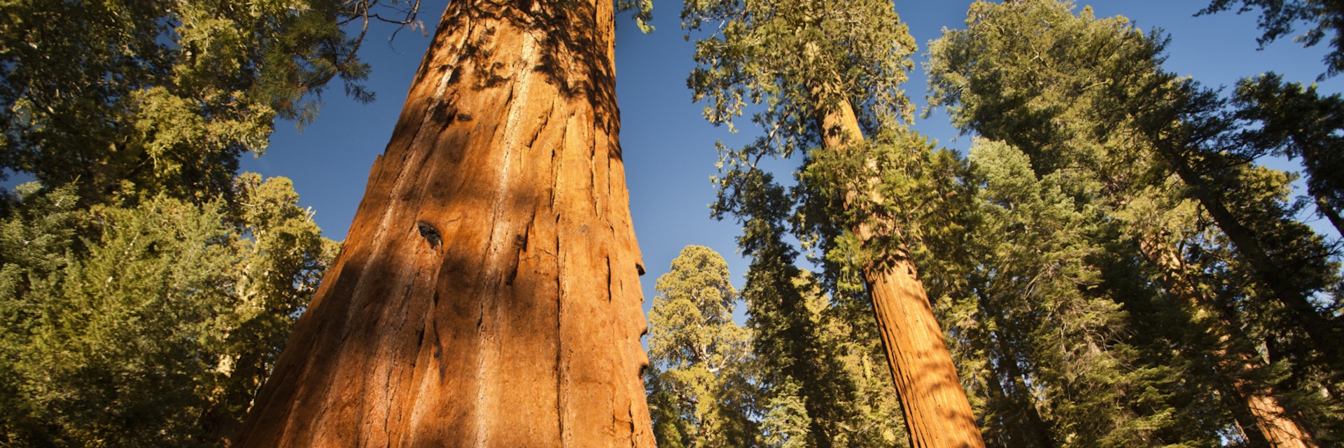 General Grant Grove trees
